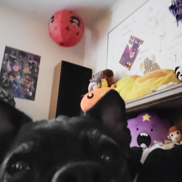 Meet your Posher, Raffy - Picture 2 of 2